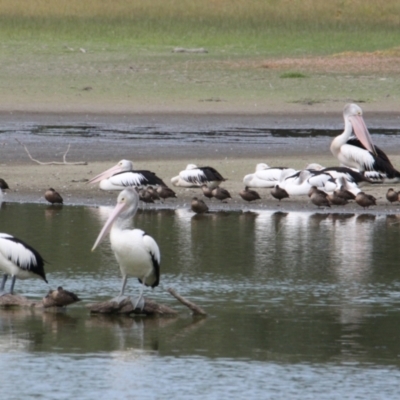 Pelecanus conspicillatus (Australian Pelican) at Wonga Wetlands - 16 Mar 2021 by PaulF