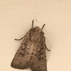 Dasygaster padockina (Tasmanian Cutworm) at Garran, ACT - 13 Mar 2021 by Tapirlord