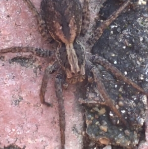 Venatrix pictiventris at Garran, ACT - 15 Mar 2021