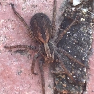 Venatrix pictiventris at Garran, ACT - 15 Mar 2021