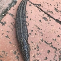 Limax maximus (Leopard Slug, Great Grey Slug) at Red Hill to Yarralumla Creek - 15 Mar 2021 by Tapirlord