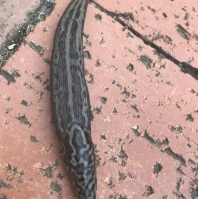 Limax maximus (Leopard Slug, Great Grey Slug) at Garran, ACT - 15 Mar 2021 by Tapirlord