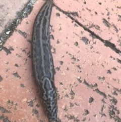 Limax maximus at Garran, ACT - 15 Mar 2021