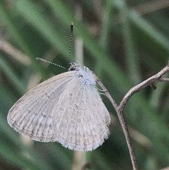 Zizina otis (Common Grass-Blue) at Lyneham, ACT - 16 Mar 2021 by Tapirlord