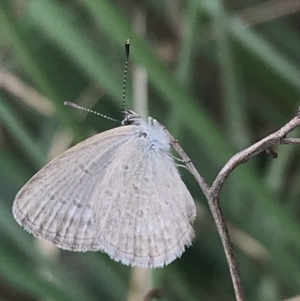 Zizina otis at Lyneham, ACT - 16 Mar 2021 03:14 PM