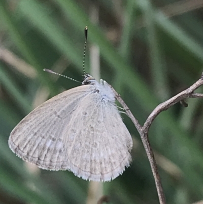 Zizina otis (Common Grass-Blue) at City Renewal Authority Area - 16 Mar 2021 by Tapirlord