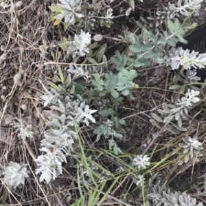 Acacia baileyana at Canberra, ACT - 16 Mar 2021