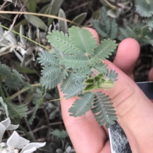 Acacia baileyana at Canberra, ACT - 16 Mar 2021