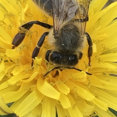 Apis mellifera (European honey bee) at Phillip, ACT - 16 Mar 2021 by Tapirlord