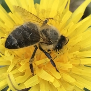 Apis mellifera at Phillip, ACT - 16 Mar 2021