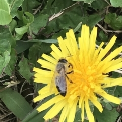 Apis mellifera at Phillip, ACT - 16 Mar 2021