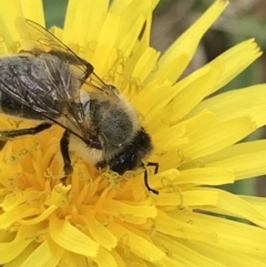 Apis mellifera at Phillip, ACT - 16 Mar 2021