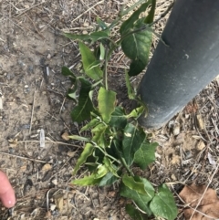 Araujia sericifera (Moth Plant) at Phillip, ACT - 16 Mar 2021 by Tapirlord