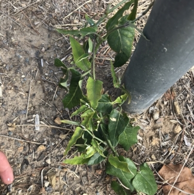 Araujia sericifera (Moth Plant) at Phillip, ACT - 16 Mar 2021 by Tapirlord