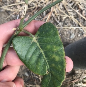 Araujia sericifera at Phillip, ACT - 16 Mar 2021