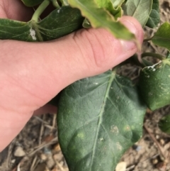 Araujia sericifera at Phillip, ACT - 16 Mar 2021