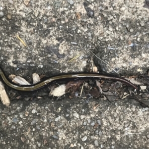 Caenoplana bicolor at Garran, ACT - 17 Mar 2021