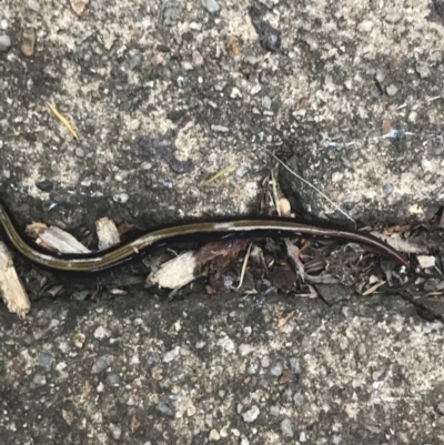 Caenoplana variegata (Two-tone Planarian) at Garran, ACT - 17 Mar 2021 by Tapirlord