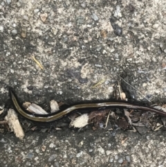 Caenoplana bicolor at Garran, ACT - 17 Mar 2021 07:36 AM