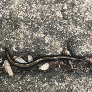 Caenoplana bicolor at Garran, ACT - 17 Mar 2021