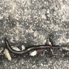 Caenoplana bicolor at Garran, ACT - 17 Mar 2021