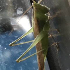 Conocephalomima barameda (False Meadow Katydid, Barameda) at Phillip, ACT - 17 Mar 2021 by Tapirlord