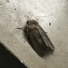 Proteuxoa sp. (21) (MoV, Part 9) (A Noctuid moth (Acronictinae)) at Phillip, ACT - 18 Mar 2021 by Tapirlord