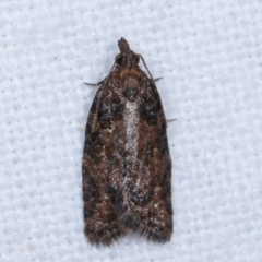 Thrincophora impletana (a Tortrix moth) at Melba, ACT - 15 Mar 2021 by kasiaaus