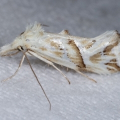 Heliocosma argyroleuca at Melba, ACT - 16 Mar 2021