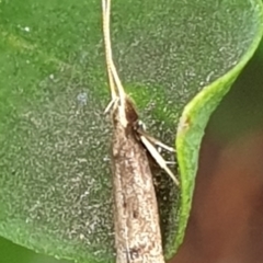 Lecithocera undescribed species nr terrigena at Cook, ACT - 22 Mar 2021 by drakes