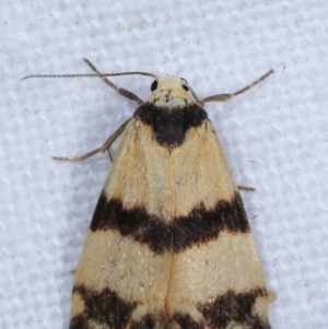 Thallarcha chrysochares at Melba, ACT - 16 Mar 2021 12:37 AM