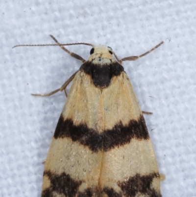 Thallarcha chrysochares (Tiger Footman) at Melba, ACT - 16 Mar 2021 by kasiaaus