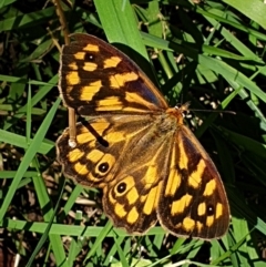 Heteronympha paradelpha (Spotted Brown) at Cook, ACT - 6 Mar 2021 by drakes