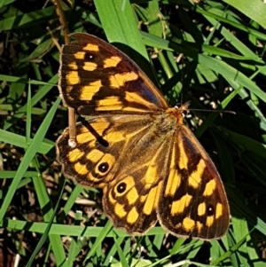 Heteronympha paradelpha at Cook, ACT - 6 Mar 2021