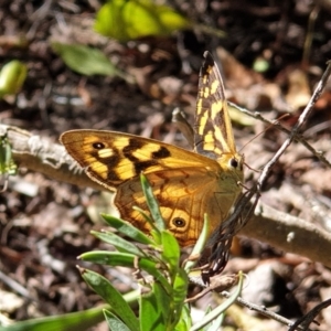 Heteronympha paradelpha at Cook, ACT - 6 Mar 2021