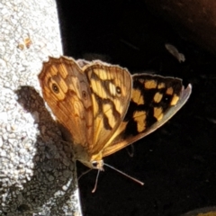 Heteronympha paradelpha at Cook, ACT - 6 Mar 2021