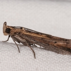 Morosaphycita oculiferella (A Pyralid moth (Phycitinae) at Melba, ACT - 16 Mar 2021 by kasiaaus