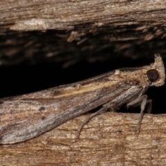 Morosaphycita oculiferella at Melba, ACT - 16 Mar 2021