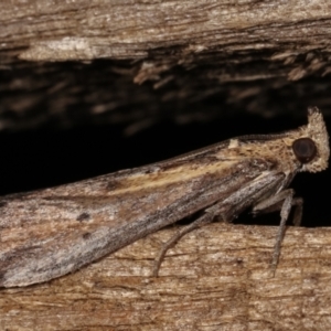 Morosaphycita oculiferella at Melba, ACT - 16 Mar 2021