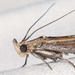 Morosaphycita oculiferella at Melba, ACT - 16 Mar 2021