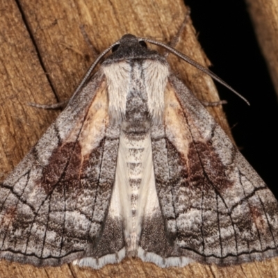 Stibaroma melanotoxa (Grey-caped Line-moth) at Melba, ACT - 15 Mar 2021 by kasiaaus