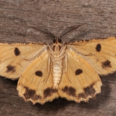 Scioglyptis lyciaria (White-patch Bark Moth) at Melba, ACT - 15 Mar 2021 by kasiaaus