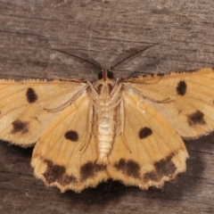 Scioglyptis lyciaria (White-patch Bark Moth) at Melba, ACT - 16 Mar 2021 by kasiaaus