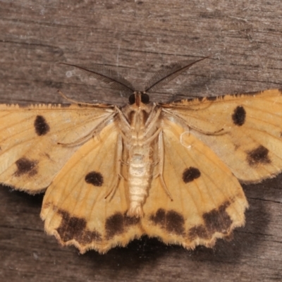 Scioglyptis lyciaria (White-patch Bark Moth) at Melba, ACT - 15 Mar 2021 by kasiaaus