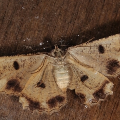 Scioglyptis lyciaria (White-patch Bark Moth) at Melba, ACT - 15 Mar 2021 by kasiaaus