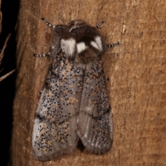 Oenosandra boisduvalii (Boisduval's Autumn Moth) at Melba, ACT - 16 Mar 2021 by kasiaaus