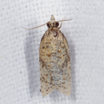 Tortricinae (subfamily) (A tortrix moth) at Melba, ACT - 16 Mar 2021 by kasiaaus