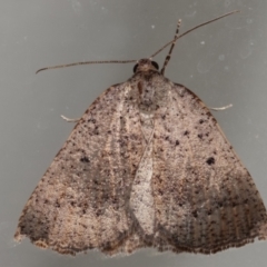 Amelora undescribed species (A Geometrid moth) at Melba, ACT - 16 Mar 2021 by kasiaaus