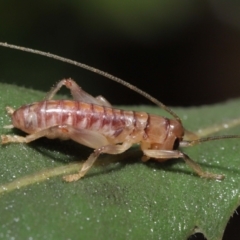 Gryllacrididae (family) (Wood, Raspy or Leaf Rolling Cricket) at Downer, ACT - 21 Mar 2021 by TimL