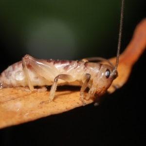 Gryllacrididae sp. (family) at Downer, ACT - 21 Mar 2021